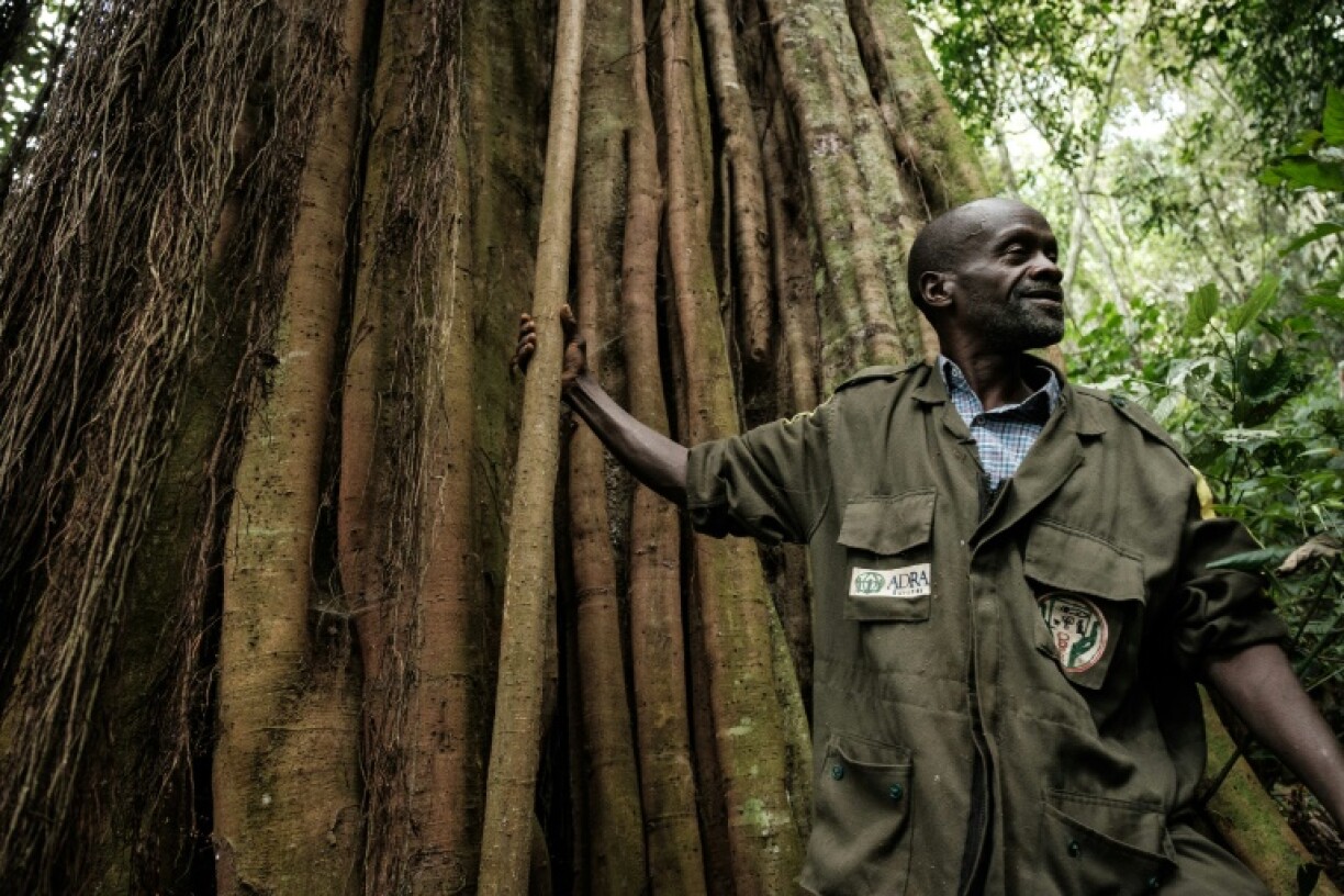 Le guide Deus-Dedit Niyiburana au pied d'un arbre du parc national de Kibira, le 13 mars 2022 au Burundi