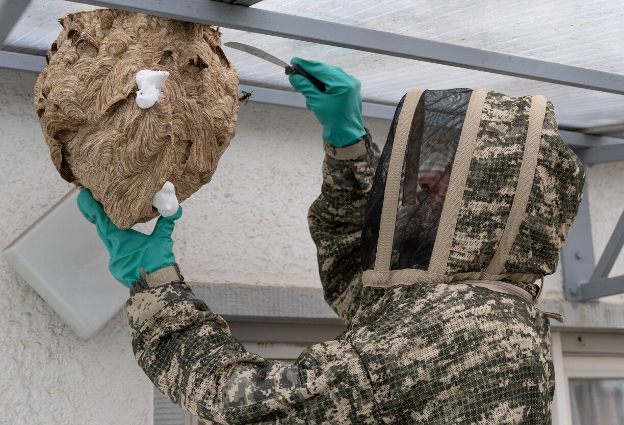 Les nids des frelons asiatiques peuvent rapidement prendre des proportions gigantesques et renfermer des centaines de spécimens. Et mieux vaut ne pas envisager de les déloger soi-même !