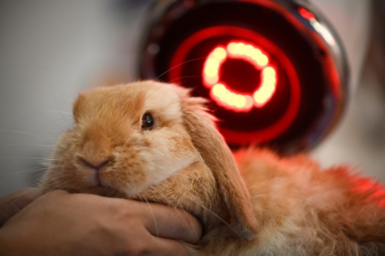 Un lapin reçoit un traitement à la lampe infrarouge dans un cabinet vétérinaire de Pékin, le 23 juillet 2022