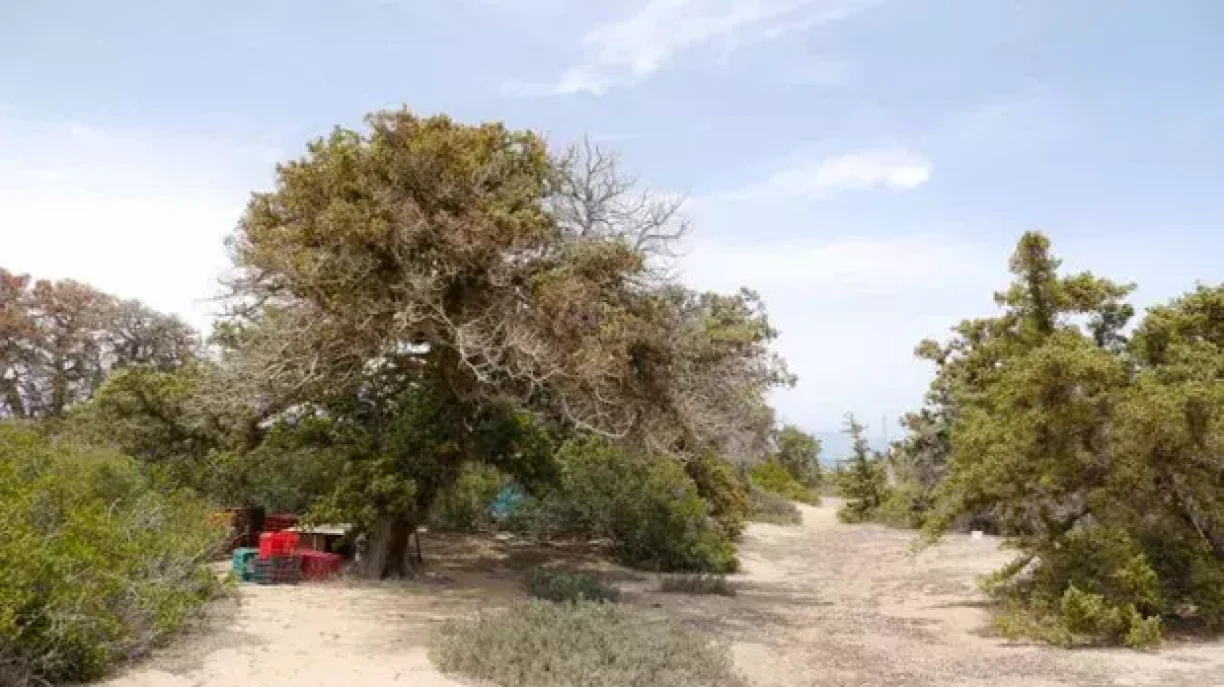 Iwwerall fënnt ee Reschter vu Mënschen, déi op der Insel waren.