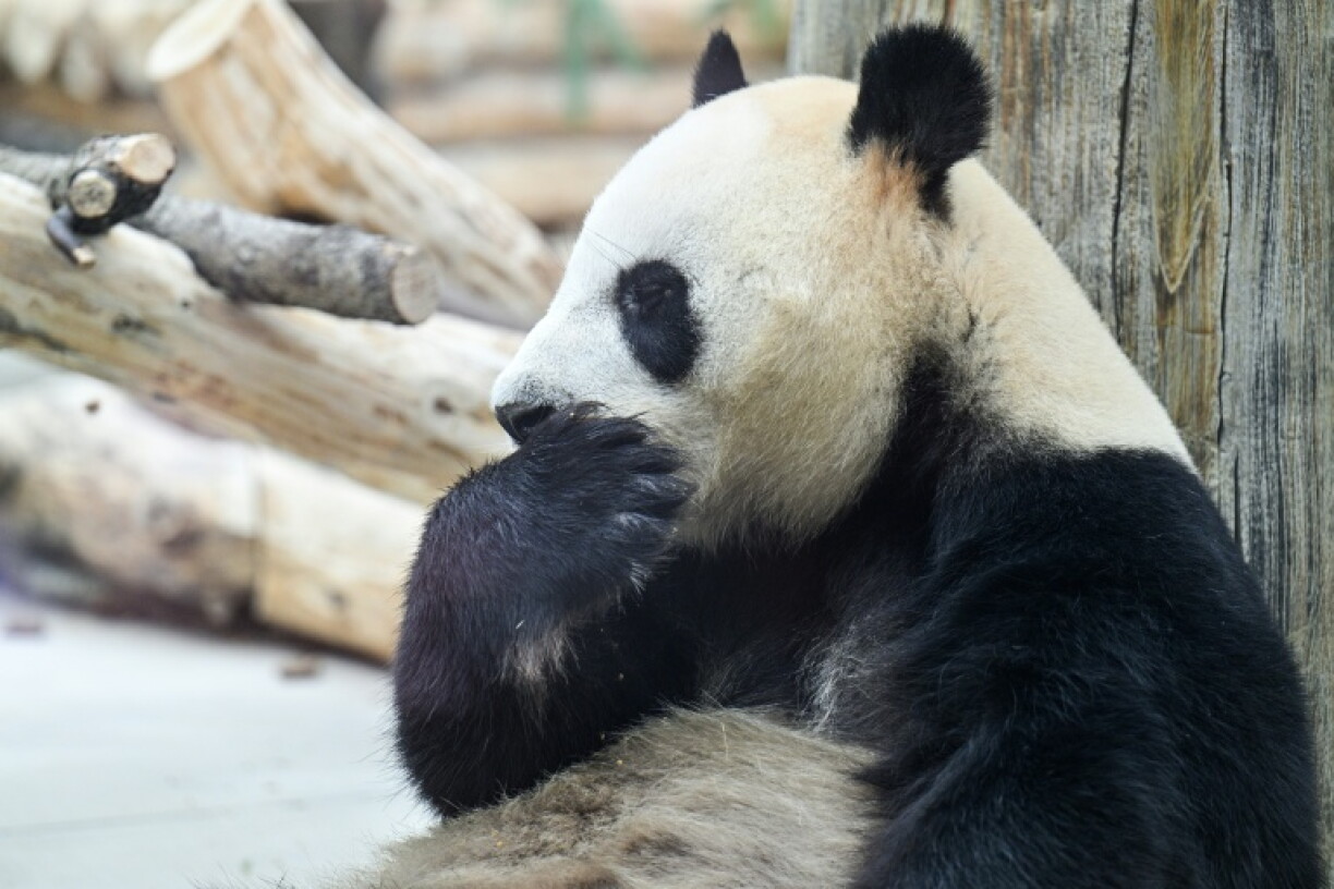 A panda at the Chengdu Research Base of Giant Panda Breeding, where the pair sent to Atlanta departed from