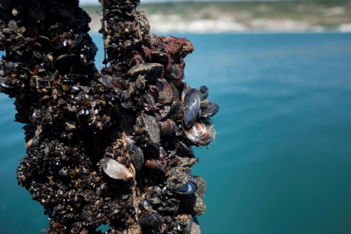 Heat waves have led to a sharp decline in Europe's mussel crop