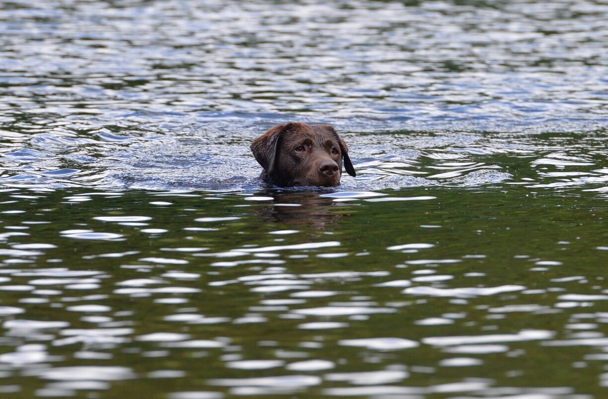 Symbolbild vun engem Labrador.