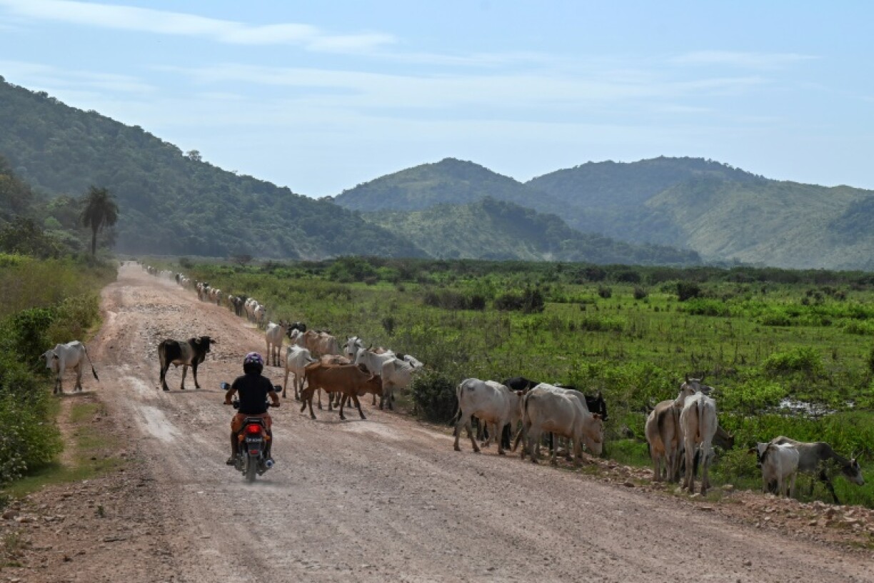 A man rides his motorbike on 'The Trail' near Kurupukari, in Guyana's Essequibo region