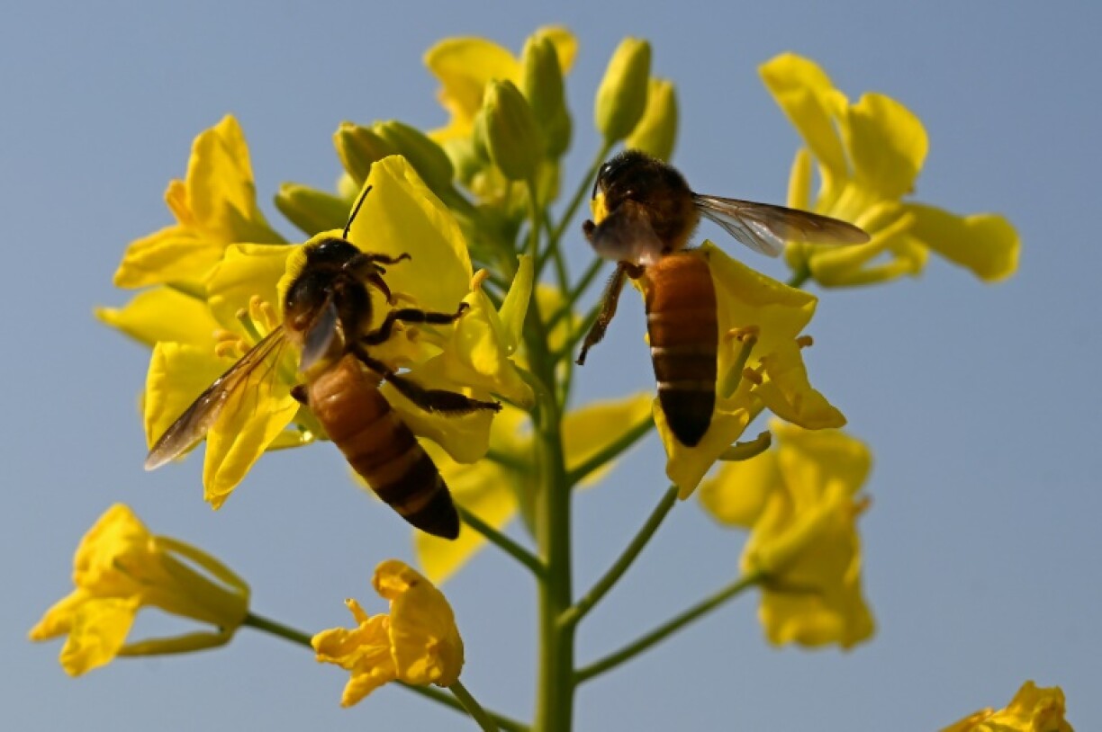 Honey bees collecting nectar from mustard flowers near Lak Mor village in Sargodha