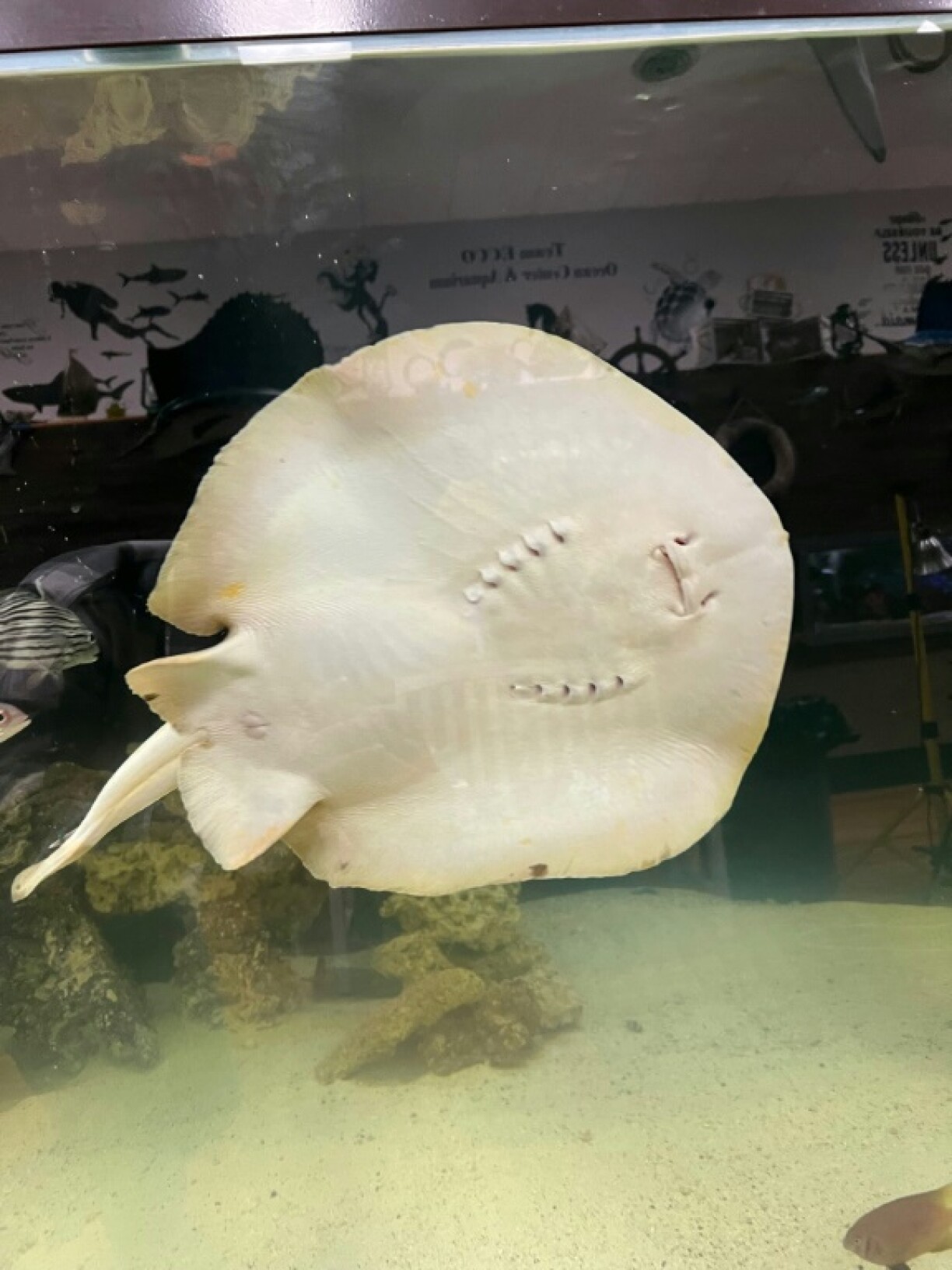 La raie Charlotte dans son aquarium à Henderson, en Caroline du Nord aux Etats-Unis, en février 2024