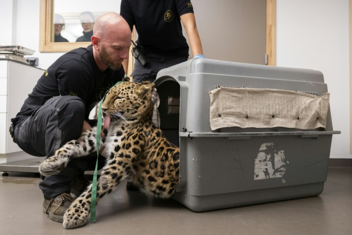 The vets chose Khala and Baruto for their genetic diversity