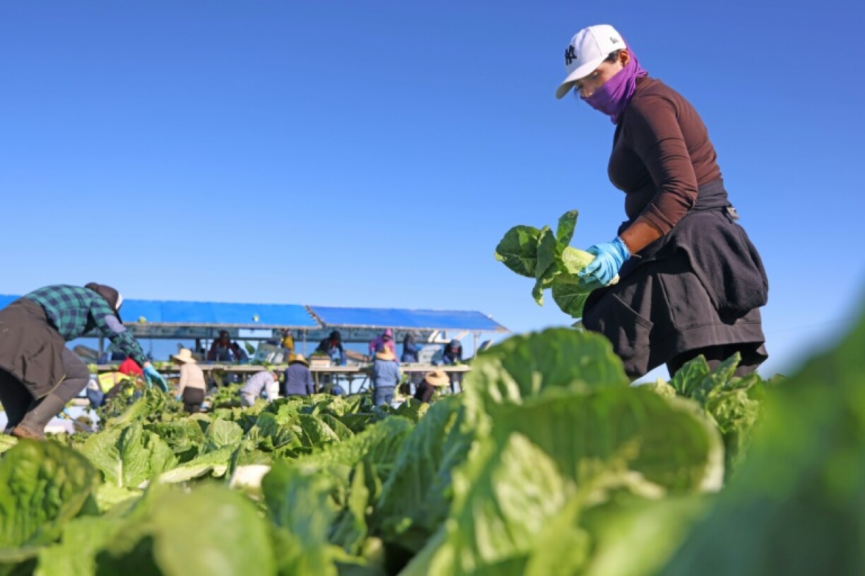 Immigrant farmworkers, many without documentation, sometimes work for lower pay than American workers