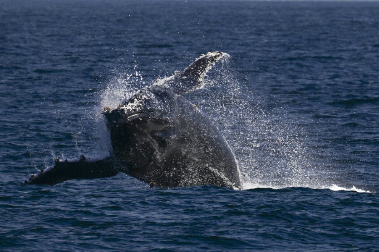Une baleine à bosse au large des côtes de Rio de Janeiro, au Brésil, le 15 juillet 2025