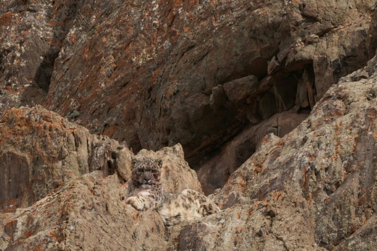 A snow leopard, seen here in India's northern Ladakh region in March