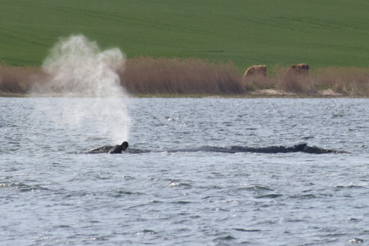 Un homme près d'une baleine à bosse échouée dans la baie de Wismarer Bucht, en mer Baltique, au large de l'île de Poel, dans le nord de l'Allemagne, le 27 avril 2026
