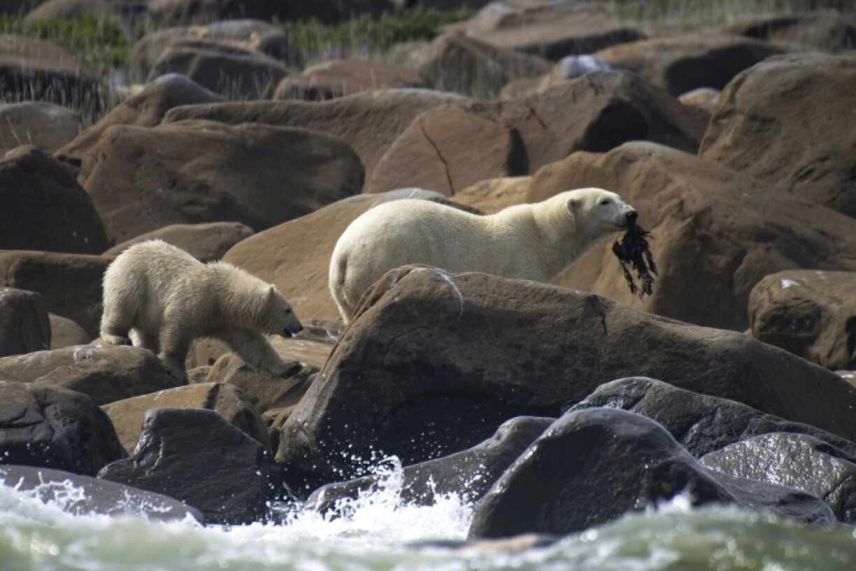 Une ourse polaire et son ourson attrapent des algues pour se nourrir, près de Churchill, dans la baie d'Hudson, le 5 août 2022 au Canada