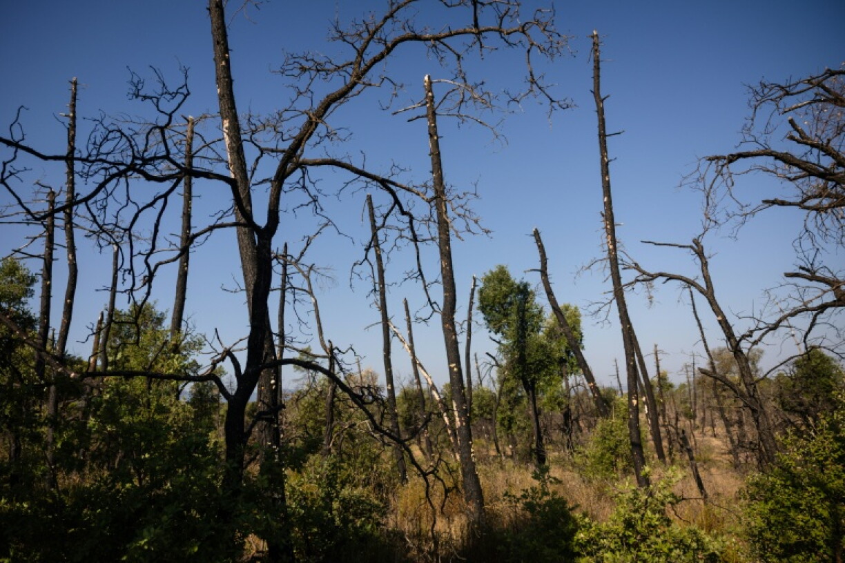 Paysage ravagé par le feu dans le massif du Gros Bessillon (Var), le 29 juillet 2026