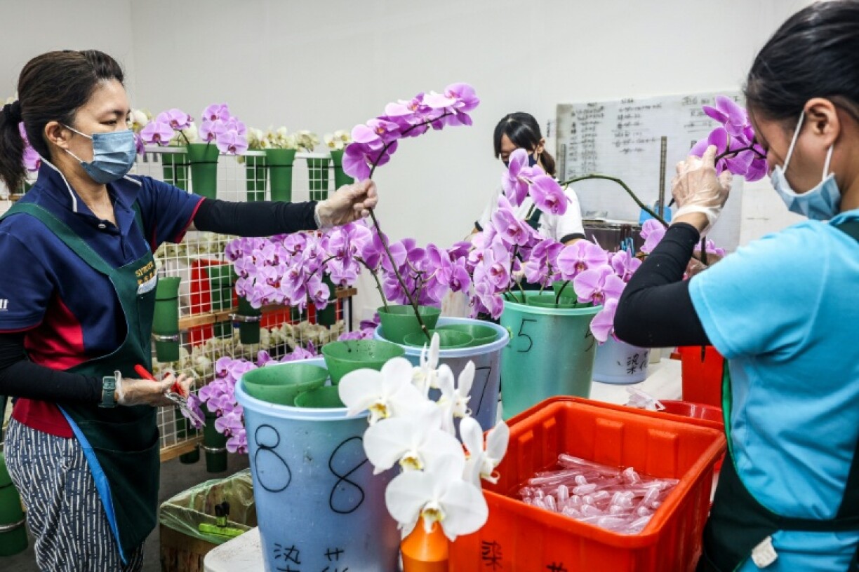 Taiwan's more than 300 orchid growers rank among the world's biggest producers of the plants and the United States is their largest market