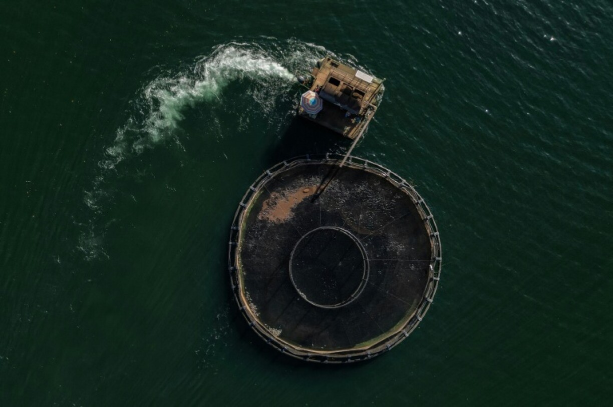 Fish are among the Brazilian products subject to a 50 percent tariff, like those caught at this tilapia farm in Rifaina, Brazil