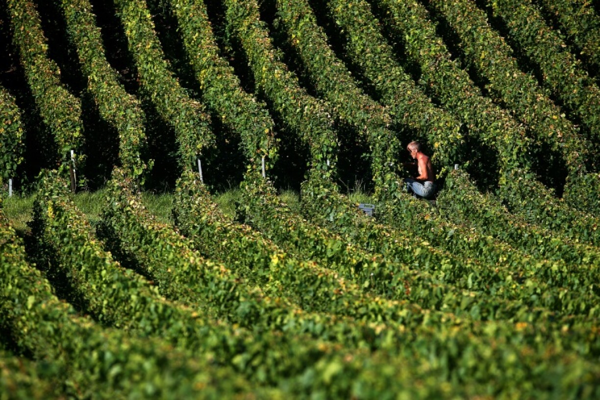 Around 120,000 seasonal workers are recruited each year to pick the grapes