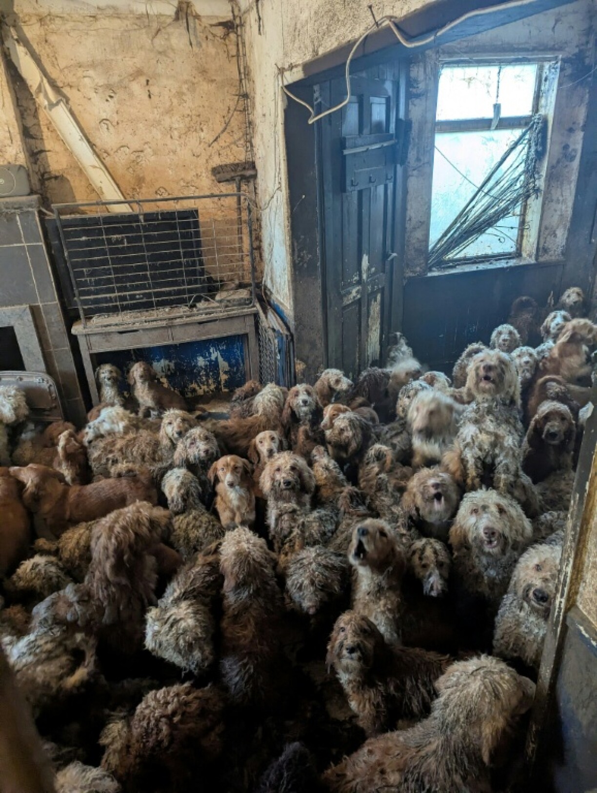 Photo non datée transmise à l'AFP le 9 avril 2026 par l'association RSPCA, montrant une partie des chiens retrouvés entassés dans une maison au Royaume-Uni