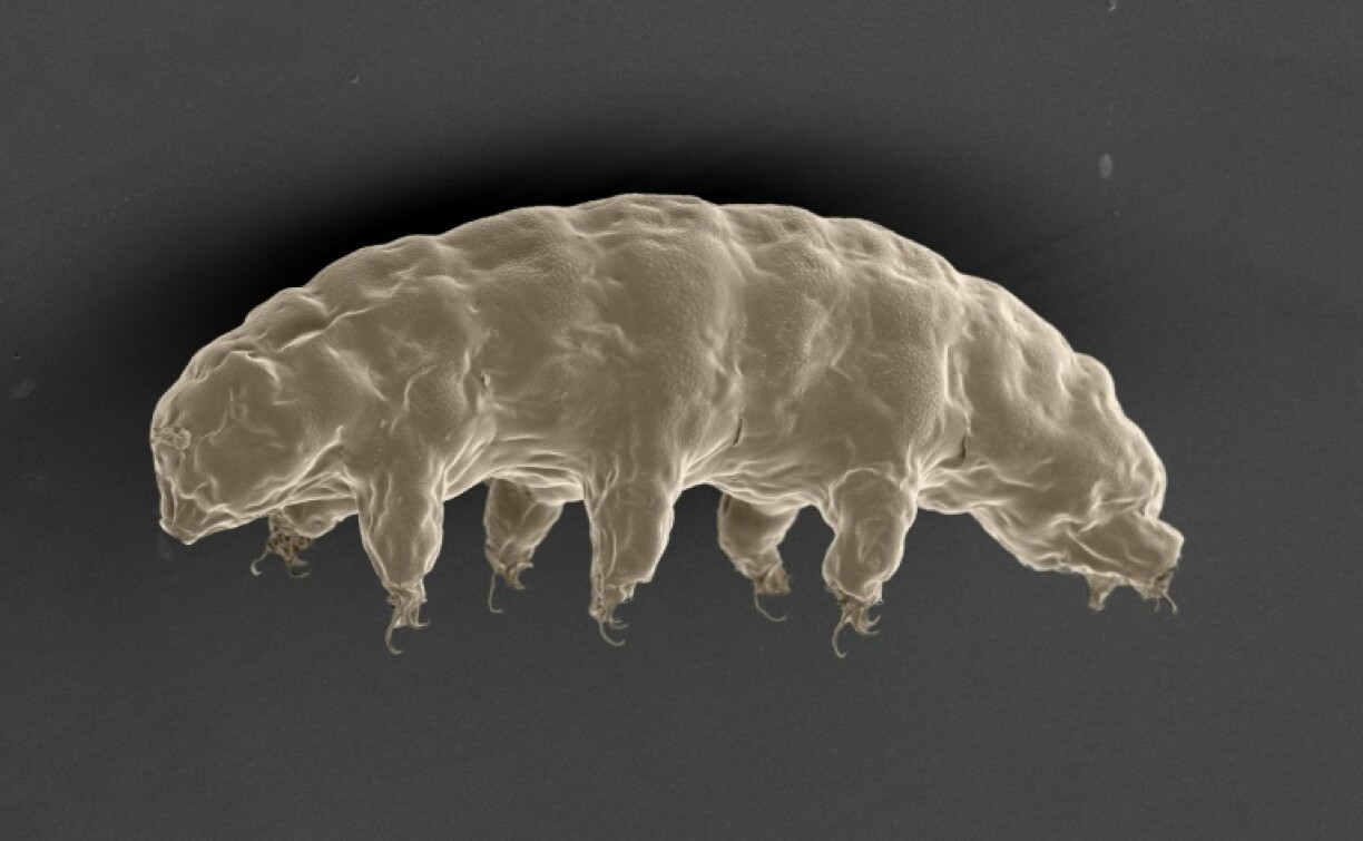 Une image au microscope électronique à balayage d'un tardigrade hydraté, Ramazzottius varieornatus