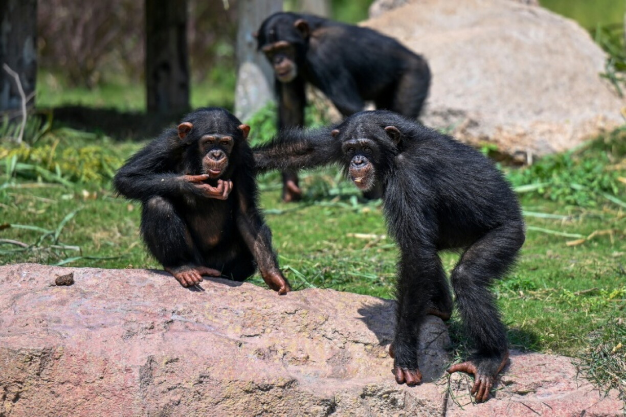 Chimpanzees playing inside an enclosure at the Vantara Wildlife Rescue and Conservation Centre in Jamnagar