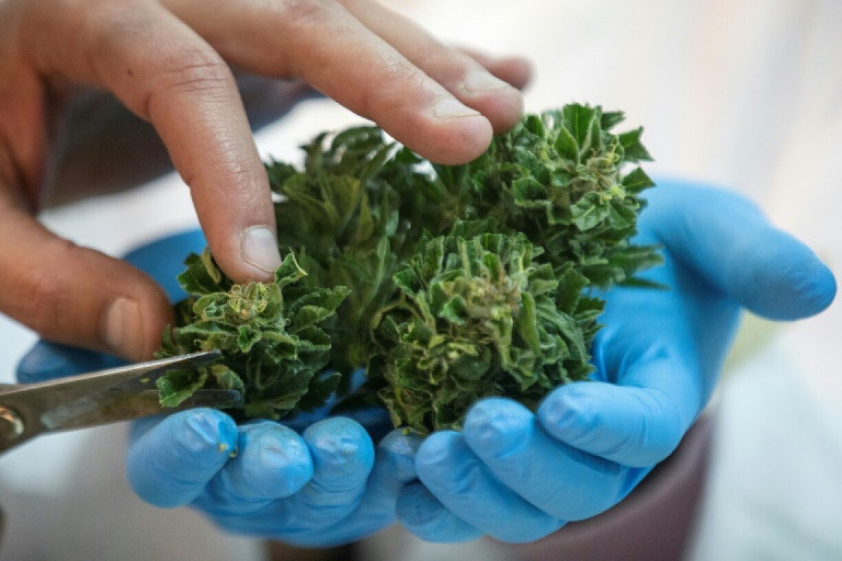 Du cannabis à usage médical.