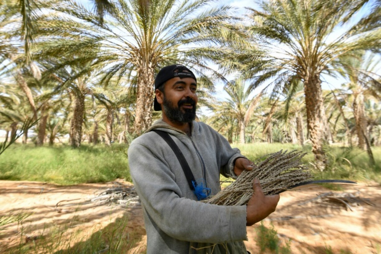 A farmer prepares to pollinate palm trees