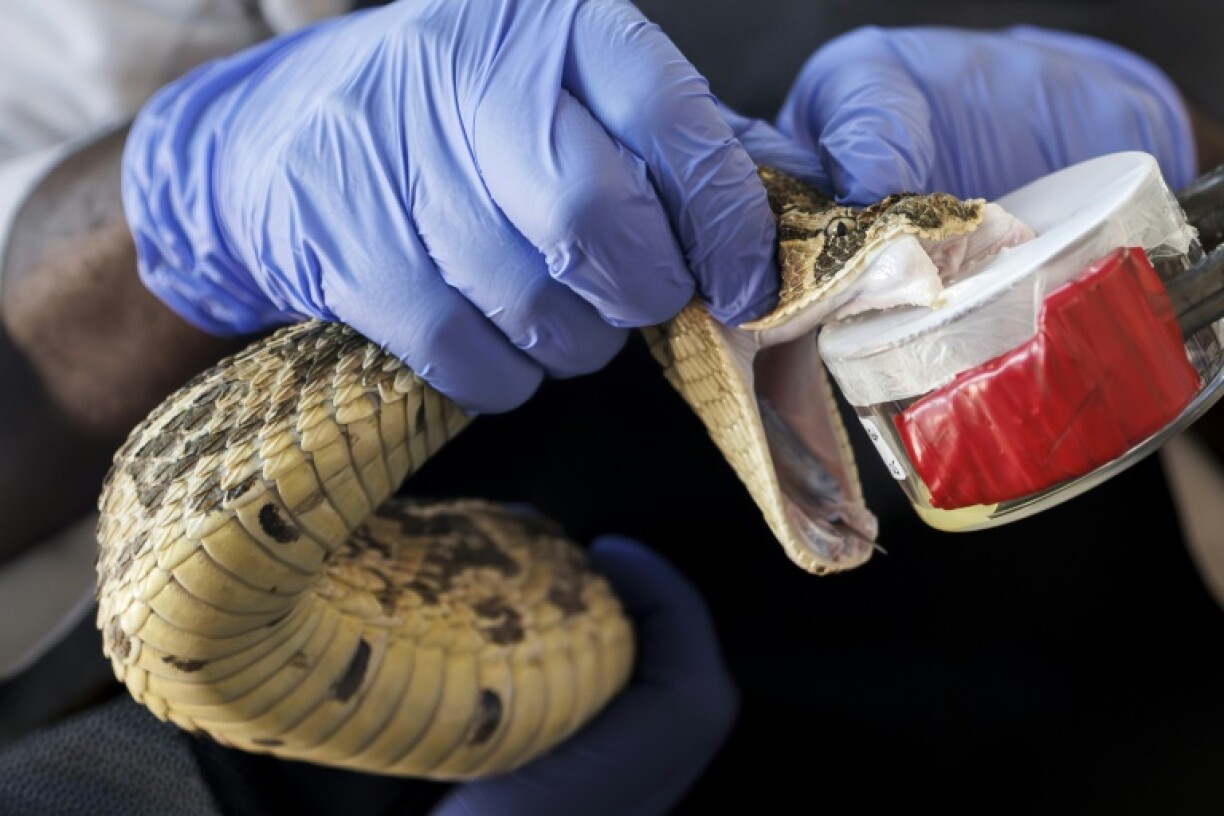 Kenya is short by an estimated 100,000 vials of antivenom per year