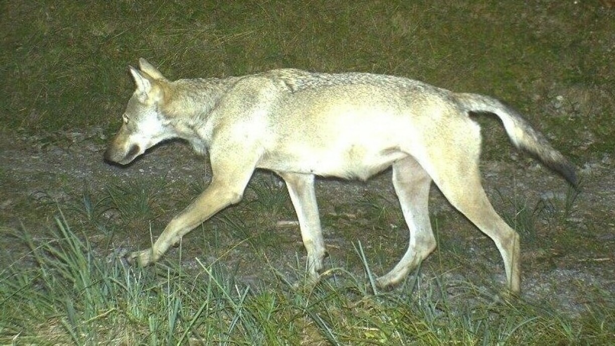 Et handelt sech hei net ëm de Wollef aus der Belsch.