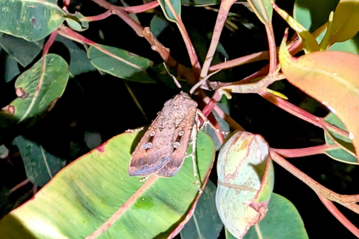 Bogong moths experienced an unprecedented population collapse beginning 2017 before recovering
