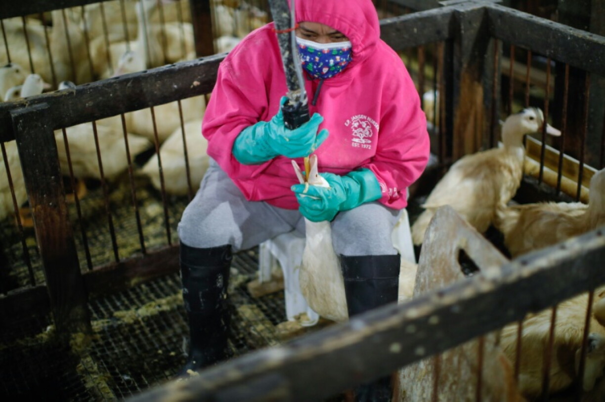 An employee feeds a duck at Hudson Valley Foie Gras in Ferndale, New York, on March 3, 2023, one of the two commercial producers of foie gras in the US who dispute claims of animal cruelty