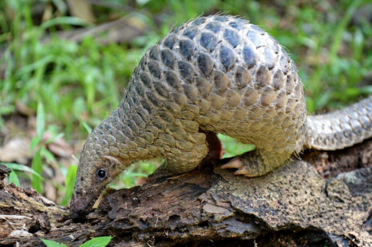 Accusé d'être à l'origine malgré lui de la pandémie, le pangolin est désormais un des gagnants de cette crise puisque la Chine a enfin pris des mesures pour interdire sa consommation.