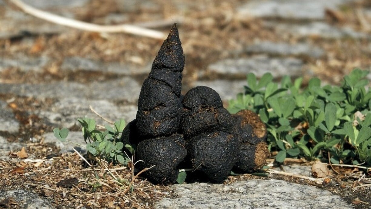 An example of the relatively harmless, if unsightly, summer poop.