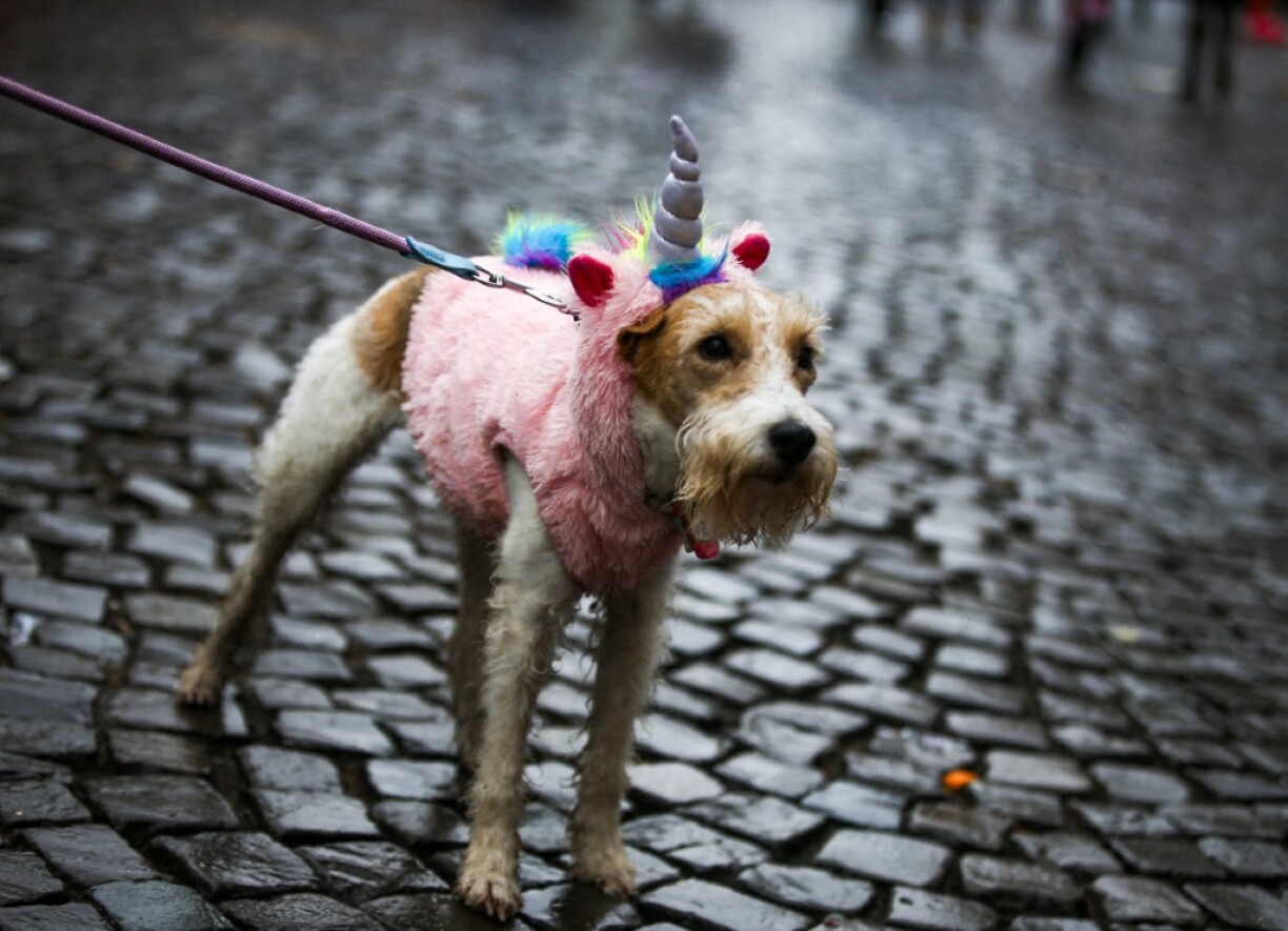 Dëst ass just e Symbolbild an dee gewisenen Hond huet keen Alkohol konsuméiert.