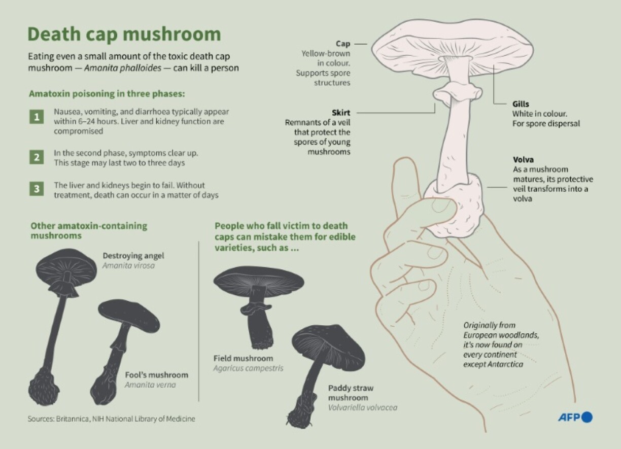 Death cap mushroom (Amanita phalloides) is the deadliest fungus known to humans