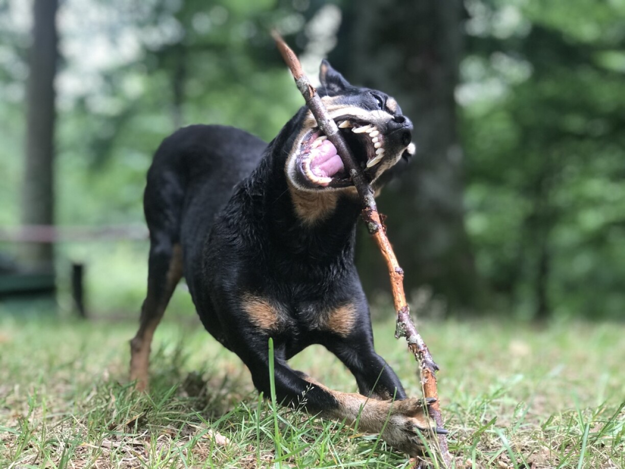 Even if you don't see any real gnomes in Walferdange's forests... chances are you may run into the equally tiny yet terrifying Pipo. See you next week for more myths and legends from the Grand Duchy!