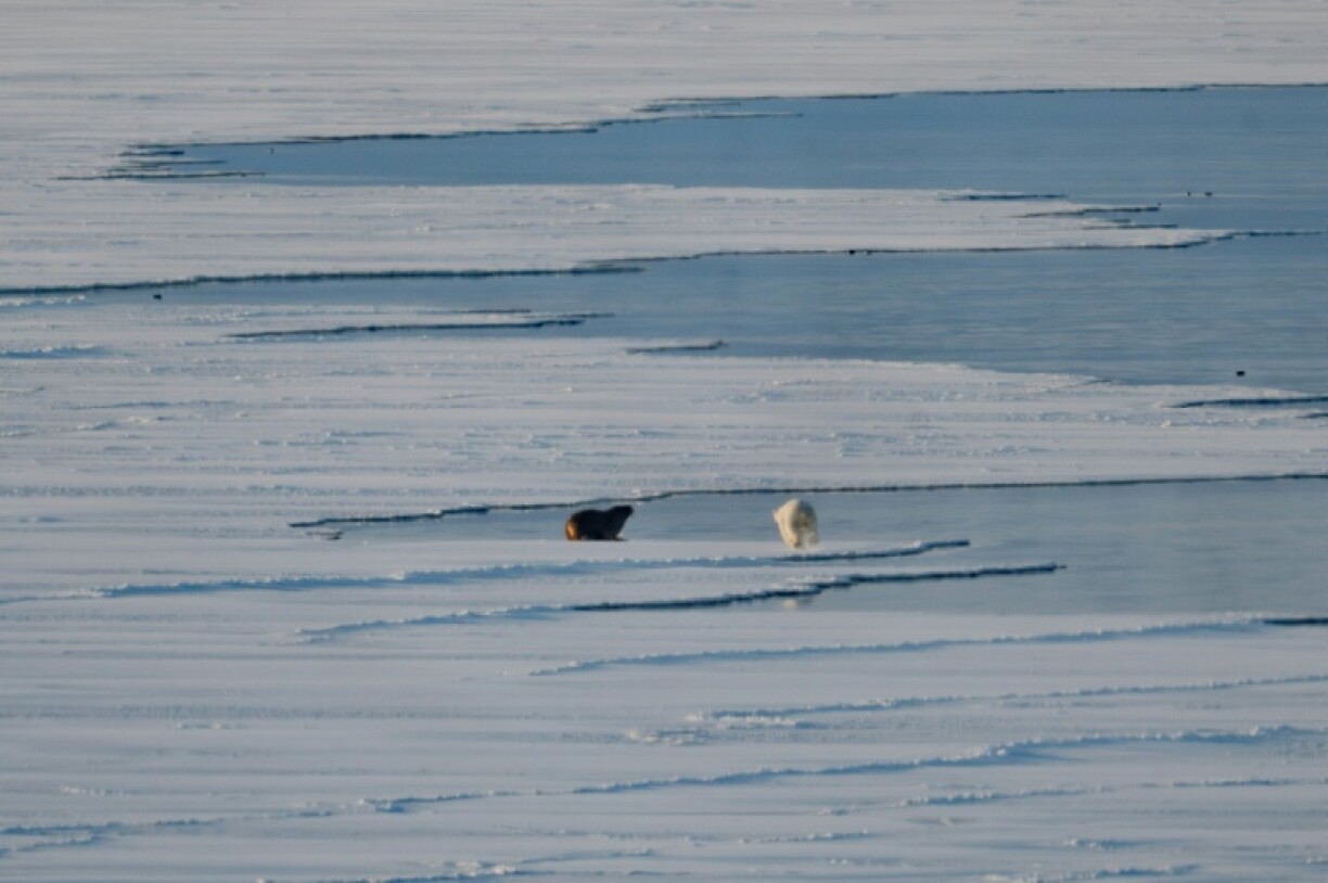 A male polar bear attacks a walrus on the sea ice near Spitzbergen