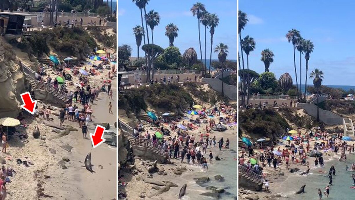 Deux otaries sèment la pagaille sur une plage en Californie (vidéo)