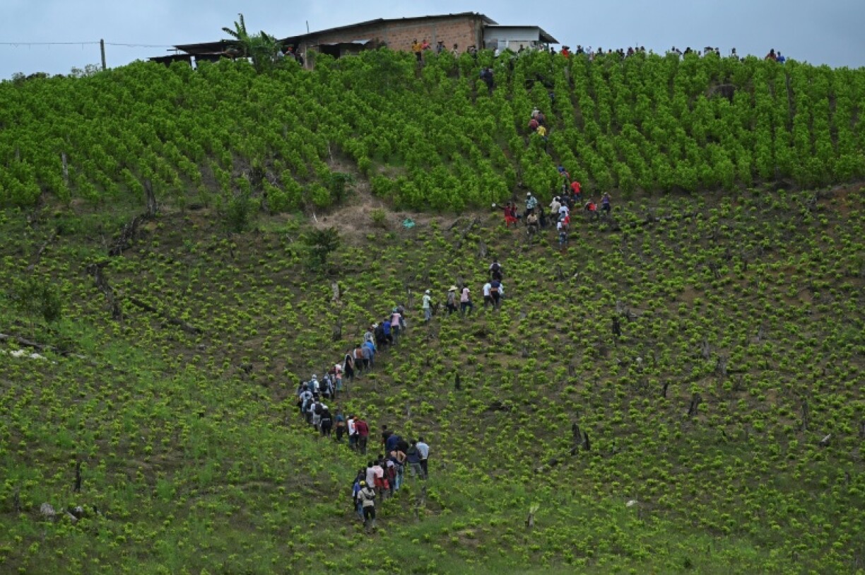 In Micay Canyon, a lush mountain-fringed valley in southwest Colombia, the self-styled Estado Mayor Central (Central General Staff) are the law