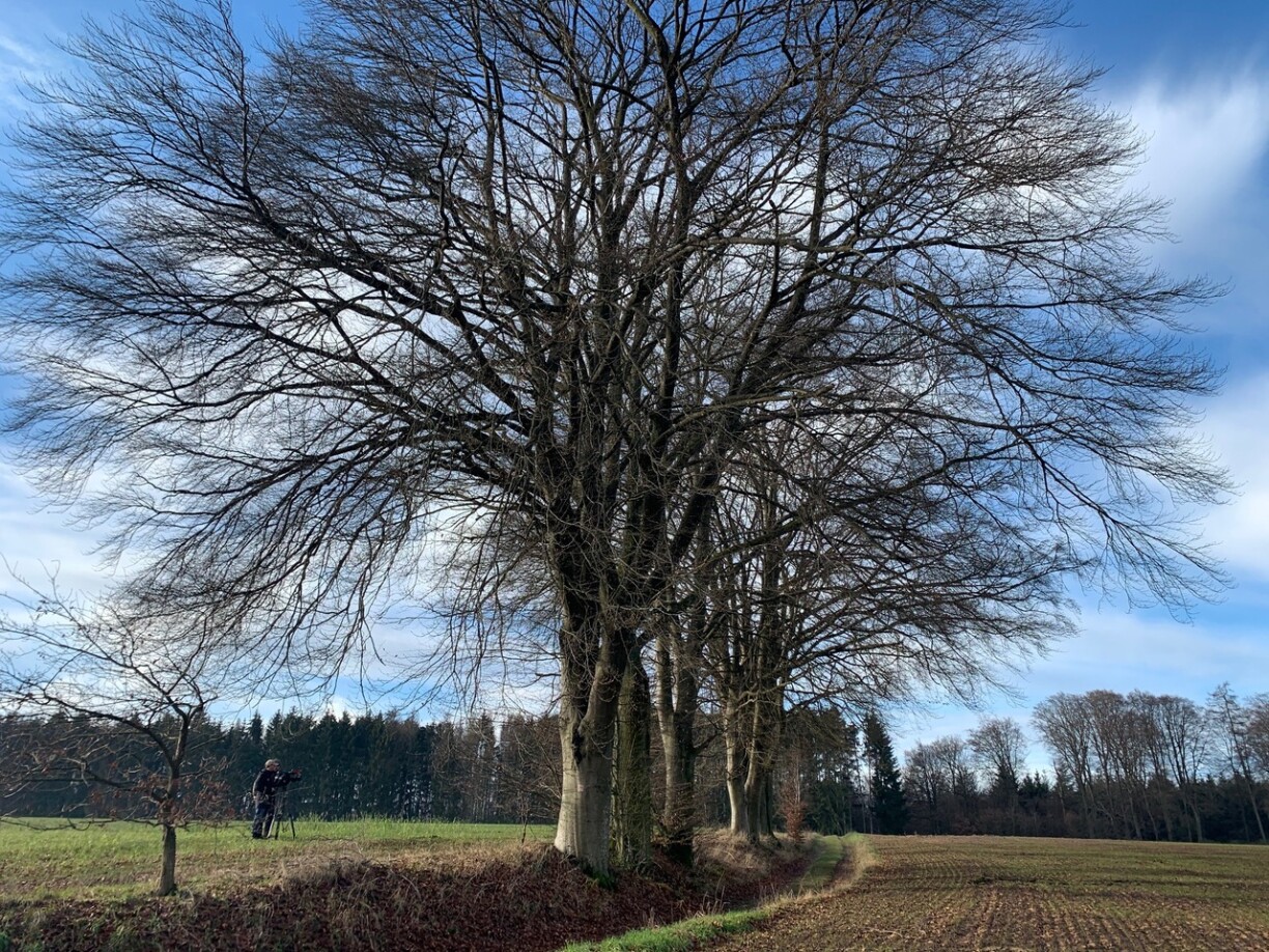 Between Godbrange and Heffingen - a row of solitary trees all over the age of 100, which are gradually being destroyed by agriculture.