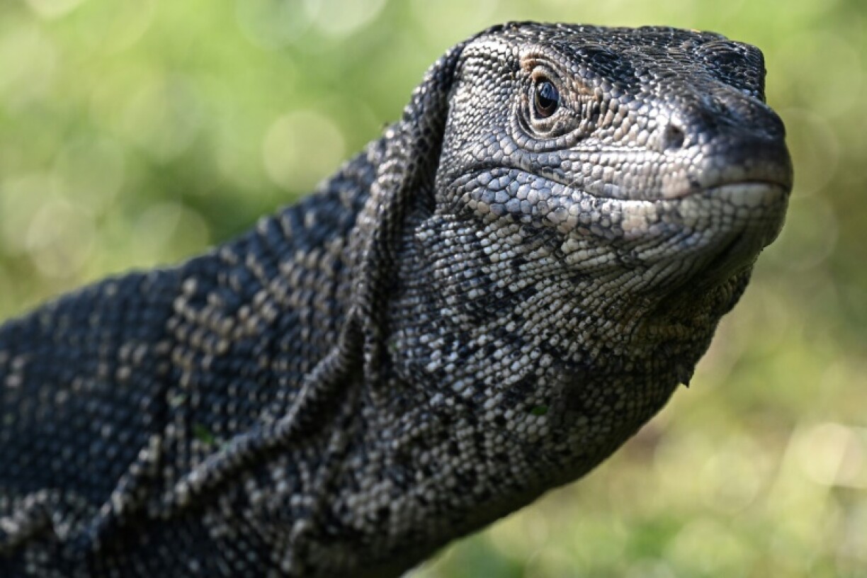 A monitor lizard, which researchers said might look a little like the ancient reptile ancestor that made the footprints