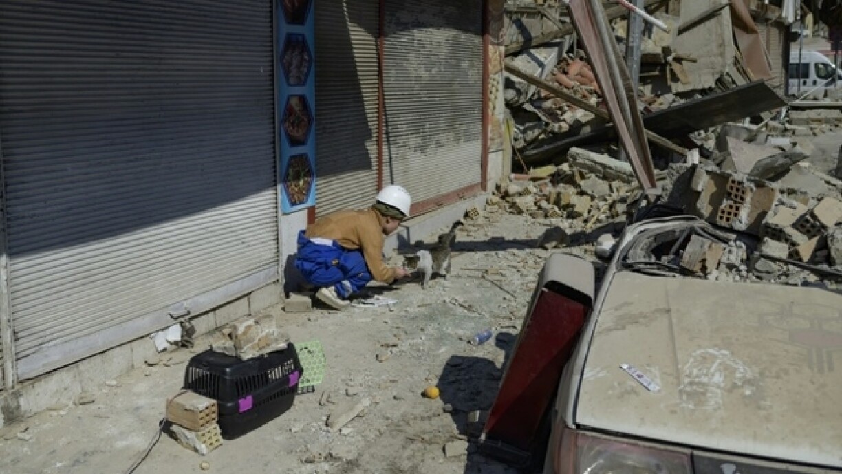 L'ONG Haytap et les équipes de secours ont délivré 900 chats, chiens, lapins, vaches ou encore des oiseaux prisonniers des ruines d'Antakya. Souvent appelés par des propriétaires éplorés. Antakya 18 février 2023