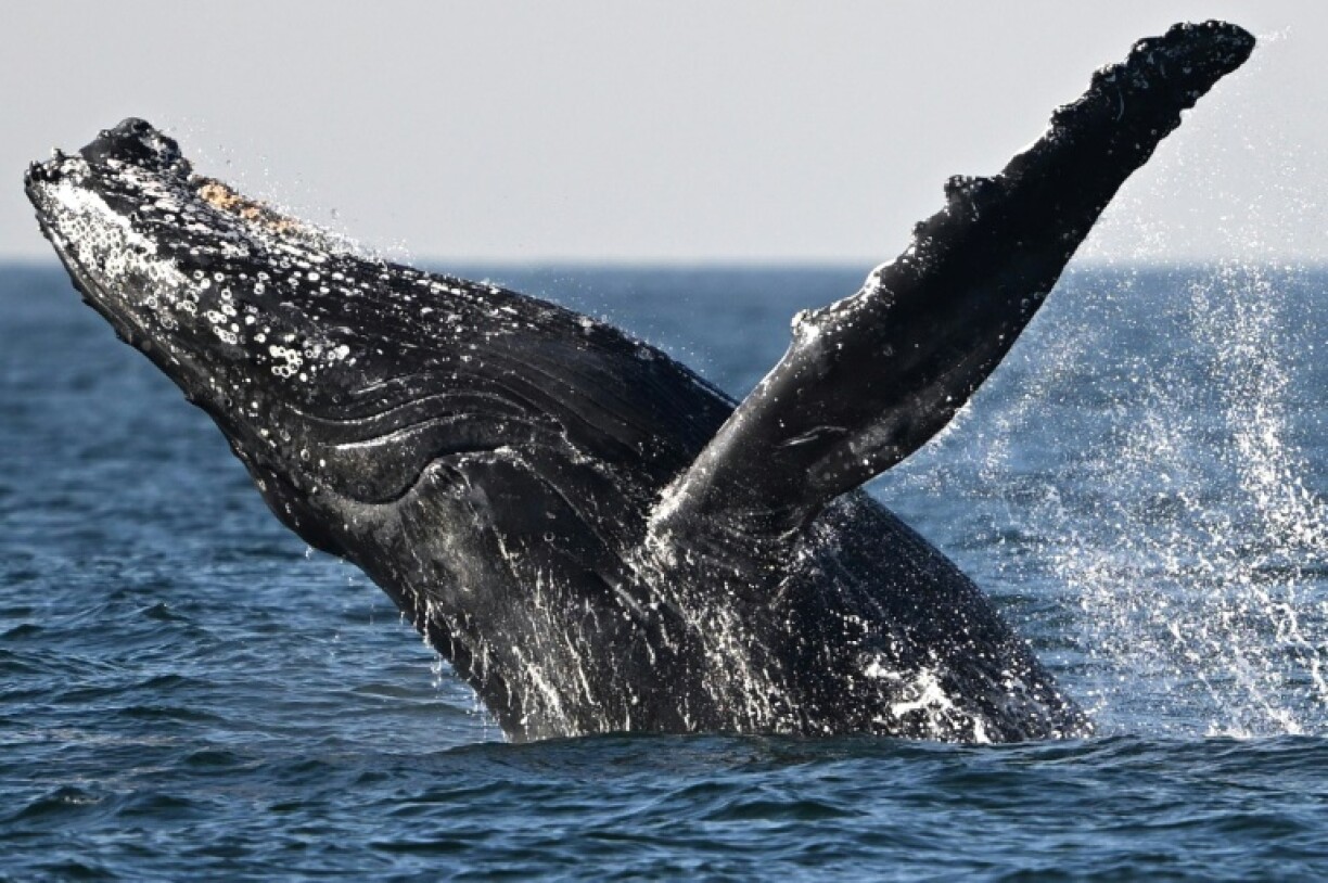 Iceland is one of just three countries that still allow whaling, along with Japan and Norway