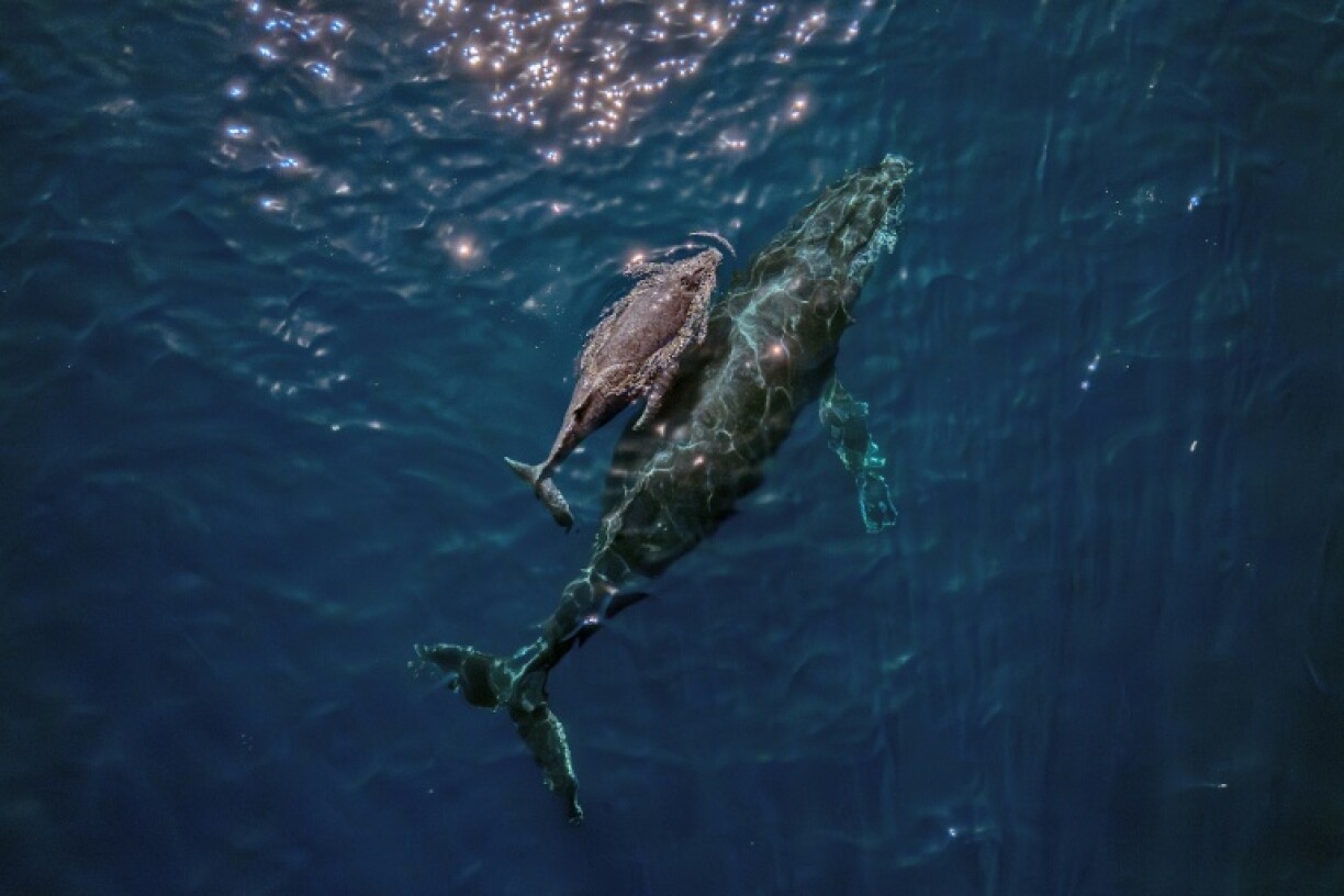 Global leaders and environmentalists are pushing back against US President Donald's Trump's order to fast-track deep-sea mining to protect the marine habitat and its residents, like this mother humpback whale and calf seen off the coast of Brazil
