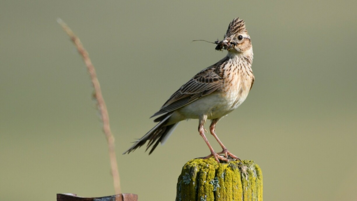 A Eurasian skylark