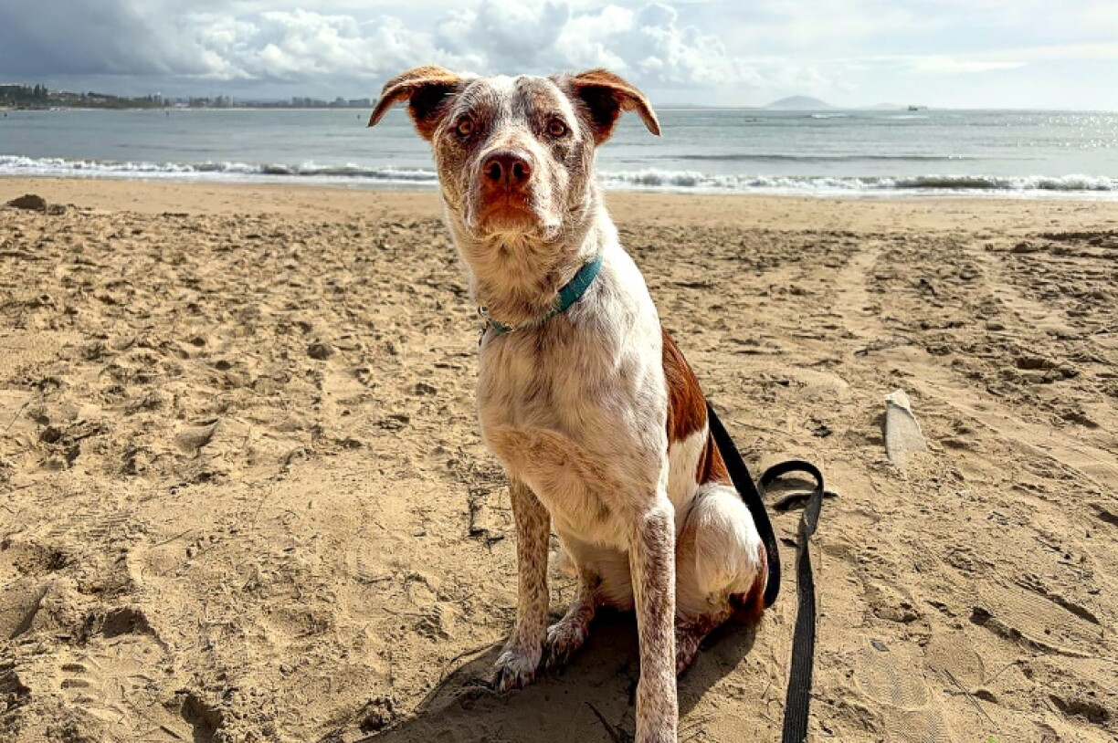 This handout photo from the International Fund for Animal Welfare (IFAW) shows Oaka, undergoing training to become Australia’s next koala detection dog