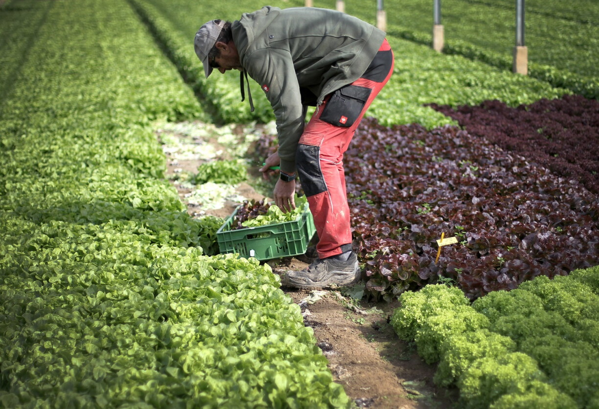 Pour les maraîchers comme tant d'autres domaines agricoles, les saisons se suivent et se ressemblent de moins en moins...