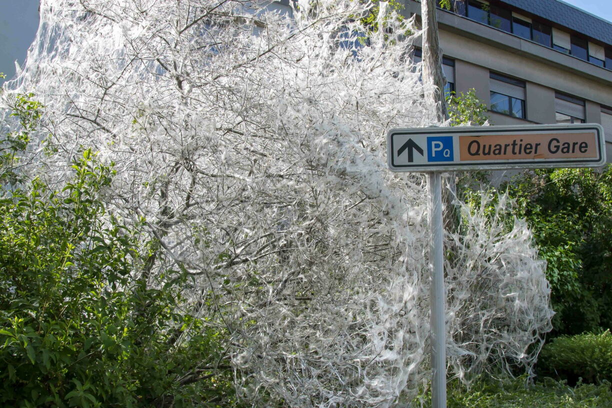 On croise notamment ces chenilles sur les orties, les cerisiers, les églantiers... Mais elles sont sans danger pour l'homme et les végétaux.