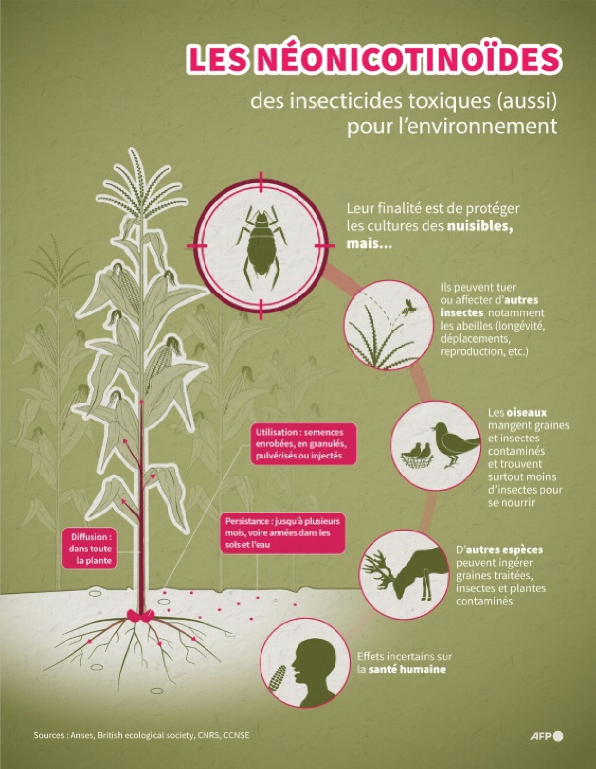Infographie expliquant les effets de l'utilisation des néonicotinoïdes sur la plante ciblée et tout l'écosystème environnant