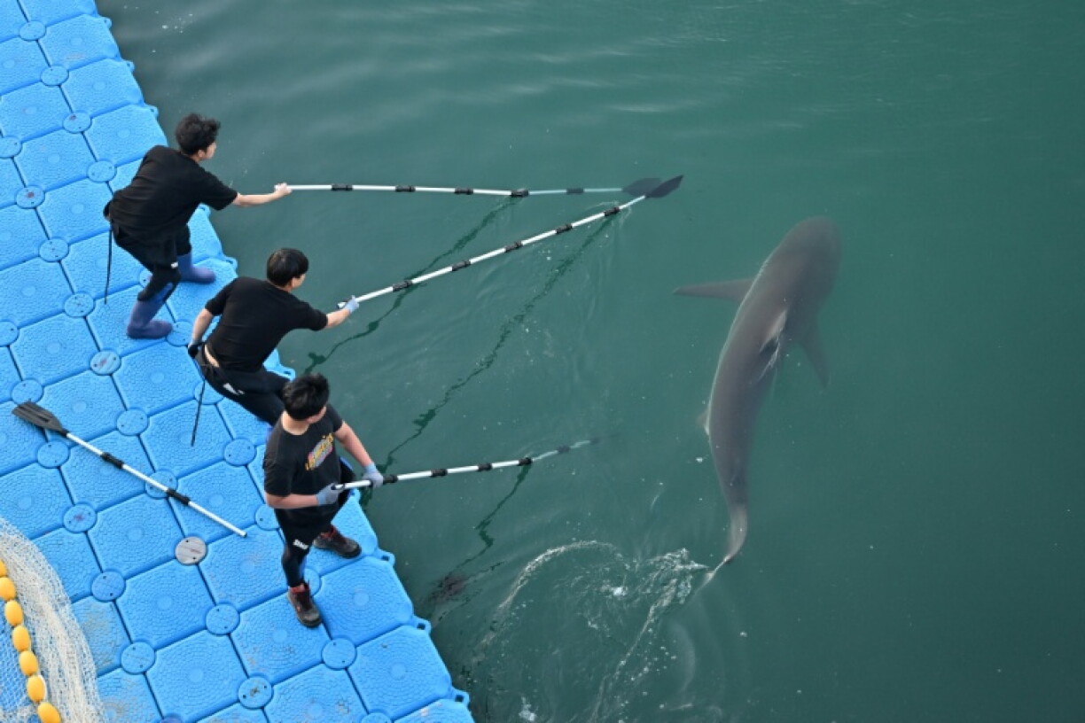 South Korean authorities said they had coaxed a shark that had become a viral sensation out of a Busan canal where it was stuck, as falling temperatures raised concerns for its survival