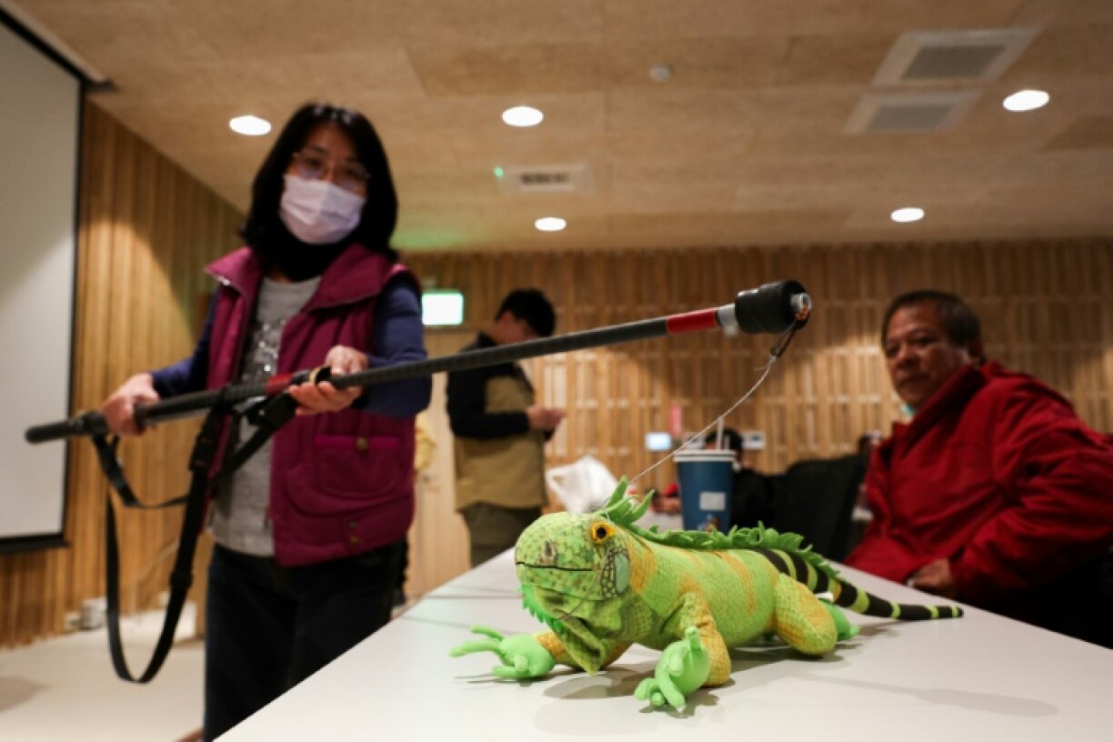 Farmer Hsin Tseng-kuan perfects her capturing technique on a stuffed toy iguana during a training session on humane culling methods