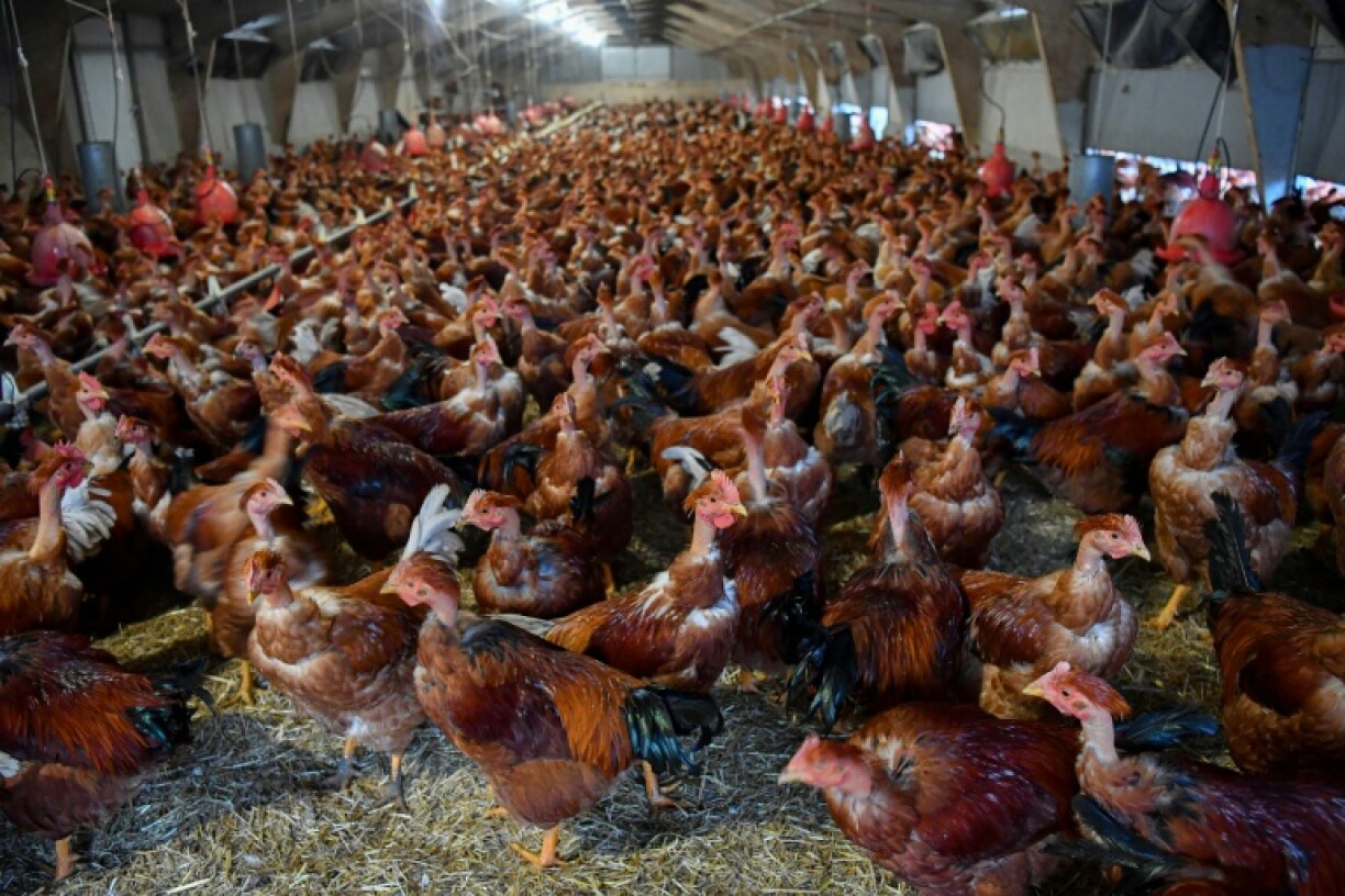 Farmers are calling on the UK government to lift a ban on vaccinations of poultry to help stem outbreaks of bird flu